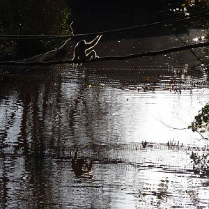 Pileated Gibbon, December 2014