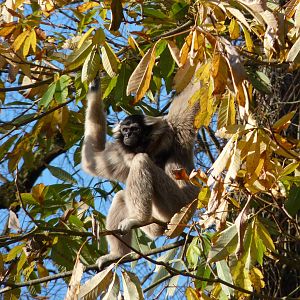 Pileated Gibbon, December 2014