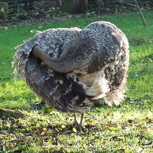 Male Darwin's Rhea, December 2014
