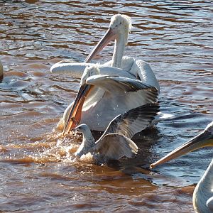 Dalmatian Pelicans, December 2014