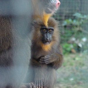 Mandrill infant, December 2014