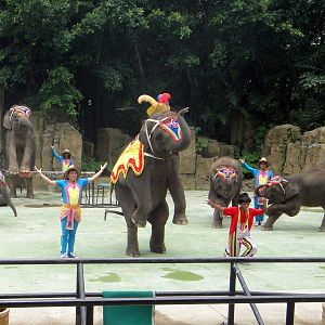 elephant show - 2011