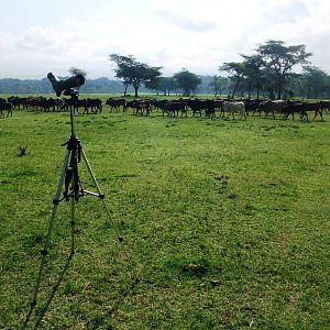 Birding on the Plain, behind Bishangari Lodge, 14/10/14