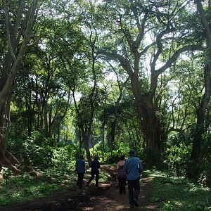 Hornbill Habitat, Bishangari Lodge, 14/10/14
