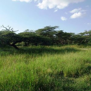 Gazelle Habitat, Abijatta-Shalla NP, 13/10/14