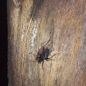 Ethiopian Cricket at Bishangari Lodge, 13/10/14