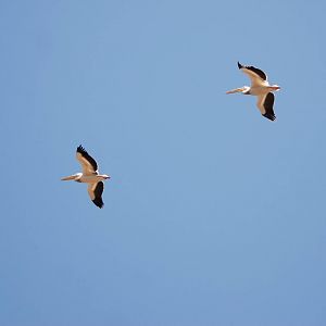Great White Pelicans at Ziway, 13/10/14