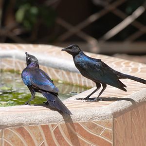 Rueppell's Starlings at Ziway, 13/10/14