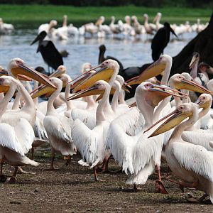 Great White Pelicans and Marabou at Ziway, 13/10/14