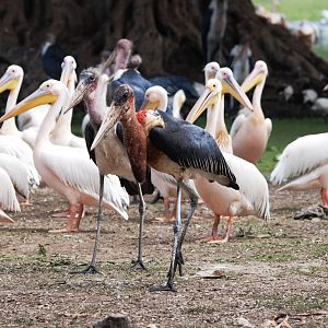 Great White Pelicans and Marabous at Ziway, 13/10/14