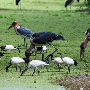 Marabous and Sacred Ibis at Ziway, 13/10/14