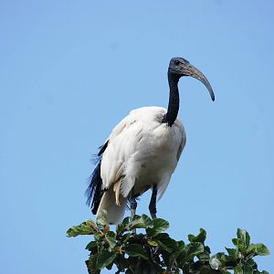 Sacred Ibis at Ziway, 13/10/14