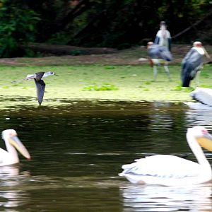 Black-winged Stilt at Ziway, 13/10/14
