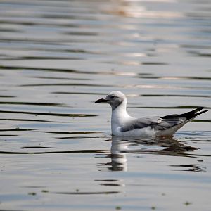 Grey-headed Gull at Ziway, 13/10/14