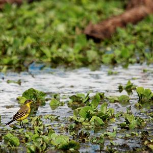 Yellow Wagtail at Ziway, 13/10/14