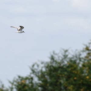 White-winged Tern at Ziway, 13/10/14