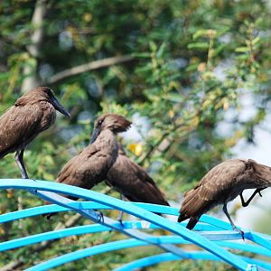 Hammerkops at Ziway, 13/10/14