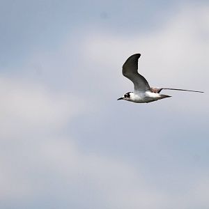 White-winged Tern at Ziway, 13/10/14