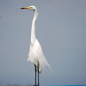 Great White Egret at Ziway, 13/10/14