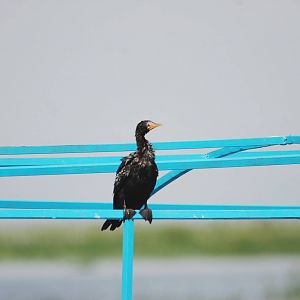 Long-tailed Cormorant at Ziway, 13/10/14