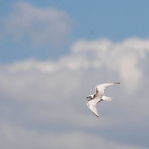 Gull-billed Tern at Ziway, 13/10/14