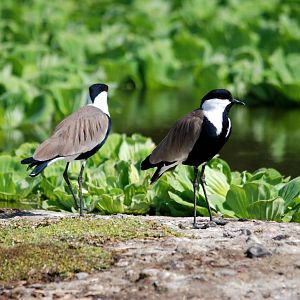 Spur-winged Lapwing at Ziway, 13/10/14