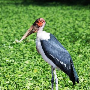 Marabou at Ziway, 13/10/14