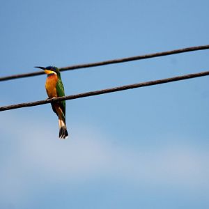 Blue-breasted Bee-eater at Ziway, 13/10/14