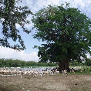 Waterbirds at the Fish Market at Ziway, 13/10/14