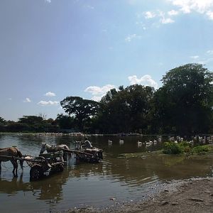 Waterbirds at the Fish Market at Ziway, 13/10/14