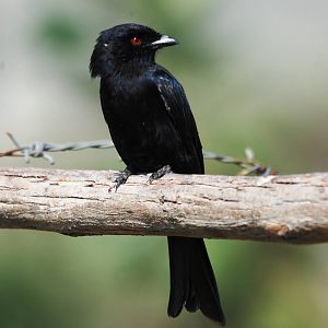 Fork-tailed Drongo at Ziway, 13/10/14