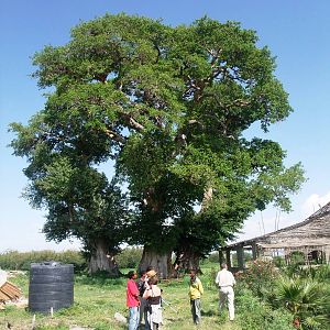 The Hyrax Tree at Ziway, 13/10/14