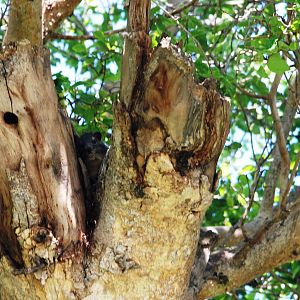 Yellow-spotted Bush Hyrax at Ziway, 13/10/14