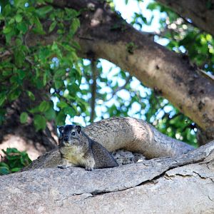 Yellow-spotted Bush Hyrax at Ziway, 13/10/14