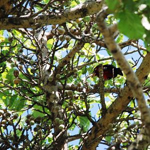 Double-toothed Barbet at Ziway, 13/10/14