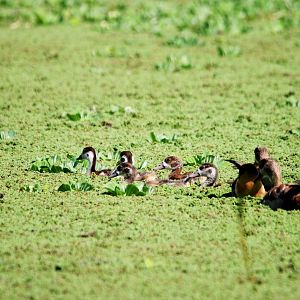 Egyptian Geese and Goslings at Ziway, 13/10/14