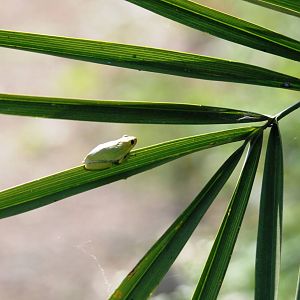 Reed Frog at Ziway, 13/10/14