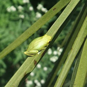 Reed Frog at Ziway, 13/10/14