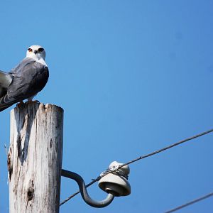 Black-winged Kite at Ziway, 13/10/14