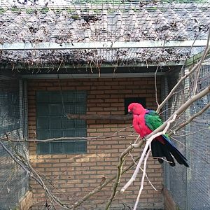 Aviary Sulawati king parrots