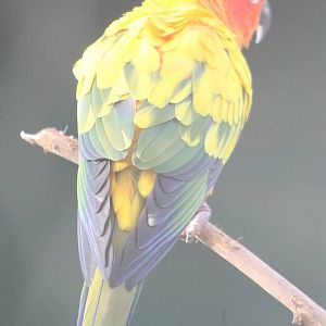 Sun conure