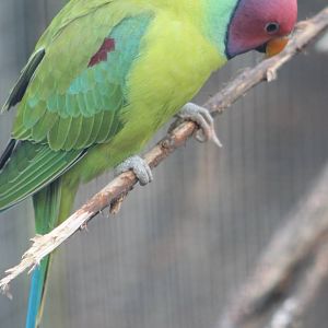 Plum-headed parakeet