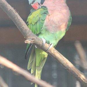 Dammerman's moustached parakeet
