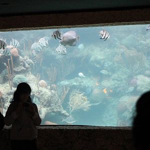 Aquarium