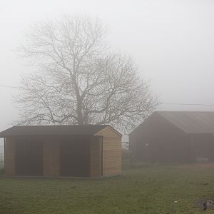 Nilgai (enclosure) : Whipsnade : 30 Nov 2014