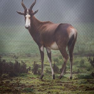 Blesbok : Whipsnade : 30 Nov 2014