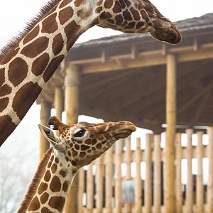 Reticulated giraffe : Whipsnade : 30 Nov 2014