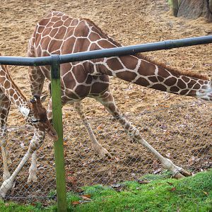 Reticulated giraffe : Whipsnade : 30 Nov 2014