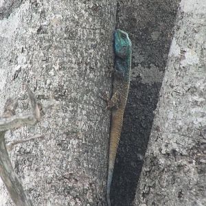 Acanthocercus atricollis, South Africa