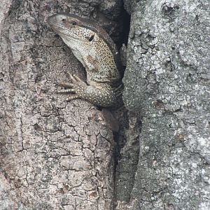 White-throated Monitor